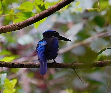 Raja Udang Biru Hitam