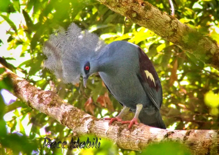 Merpati Mahkota Victoria